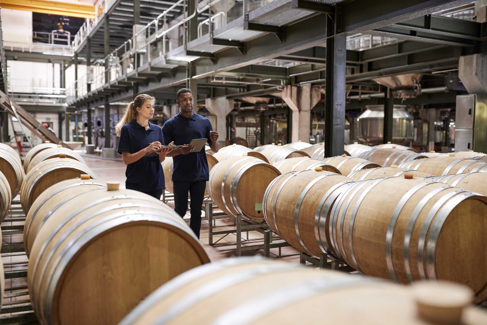 two staff inspecting barrels in a wine factory PNJG7H3